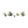 Krukkeplanter Indendørs^Luftplanter - Sæt med 5 - Tillandsia - Højde 5-15cm - ⌀5cm