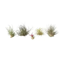 Krukkeplanter Indendørs^Luftplanter - Sæt med 5 - Tillandsia - Højde 5-15cm - ⌀5cm