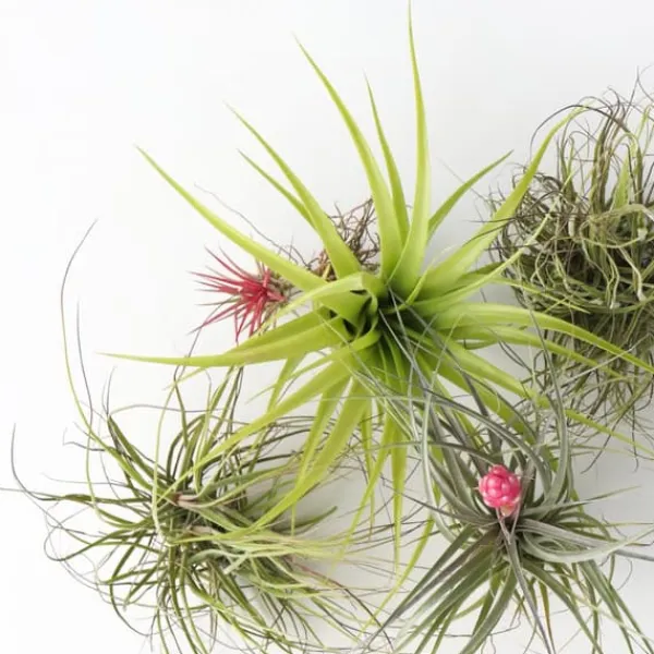 Krukkeplanter Indendørs^Luftplanter - Sæt med 5 - Tillandsia - Højde 5-15cm - ⌀5cm