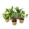 Krukkeplanter Indendørs^Luftrensende anlæg - Sæt med 5 - Inkluderer kurv - Højde 25-40cm - ⌀12cm