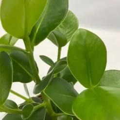 Krukkeplanter Indendørs^Luftrensende anlæg - Sæt med 5 - Inkluderer kurv - Højde 25-40cm - ⌀12cm