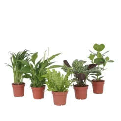 Krukkeplanter Indendørs^Luftrensende anlæg - Sæt med 5 - Højde 25-40cm - ⌀12cm