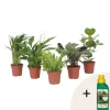 Outlet Luftrensende anlæg - Sæt med 5 - Højde 25-40cm - ⌀12cm Krukkeplanter Indendørs