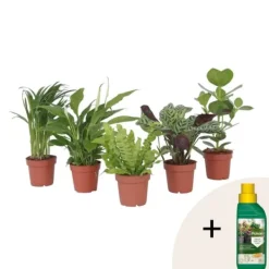 Outlet Luftrensende anlæg - Sæt med 5 - Højde 25-40cm - ⌀12cm Krukkeplanter Indendørs
