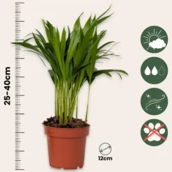 Outlet Luftrensende anlæg - Sæt med 5 - Højde 25-40cm - ⌀12cm Krukkeplanter Indendørs