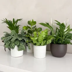 Outlet Luftrensende anlæg - Sæt med 5 - Højde 25-40cm - ⌀12cm Krukkeplanter Indendørs