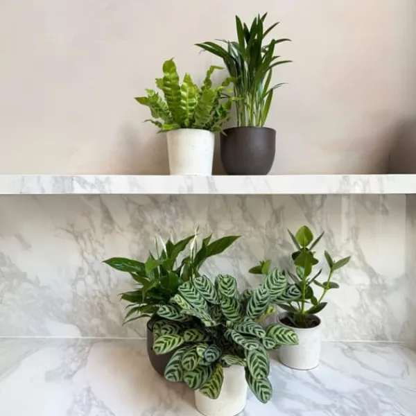 Outlet Luftrensende anlæg - Sæt med 5 - Højde 25-40cm - ⌀12cm Krukkeplanter Indendørs