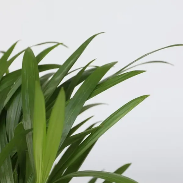 Outlet Luftrensende anlæg - Sæt med 5 - Højde 25-40cm - ⌀12cm Krukkeplanter Indendørs