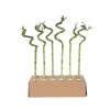 Krukkeplanter Indendørs^Lykkebambus - Sæt med 12 - Dracaena sanderiana - Højde 40-50cm - ⌀2cm