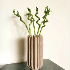 Krukkeplanter Indendørs^Lykkebambus - Sæt med 12 - Dracaena sanderiana - Højde 40-50cm - ⌀2cm