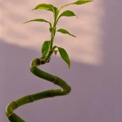 Krukkeplanter Indendørs^Lykkebambus - Sæt med 12 - Dracaena sanderiana - Højde 40-50cm - ⌀2cm