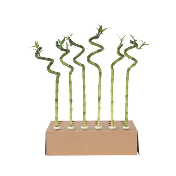 Lykkebambus - Sæt med 6 - Dracaena sanderiana - Højde 40-50cm - ⌀2cm Krukkeplanter Indendørs