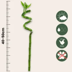 Lykkebambus - Sæt med 6 - Dracaena sanderiana - Højde 40-50cm - ⌀2cm Krukkeplanter Indendørs