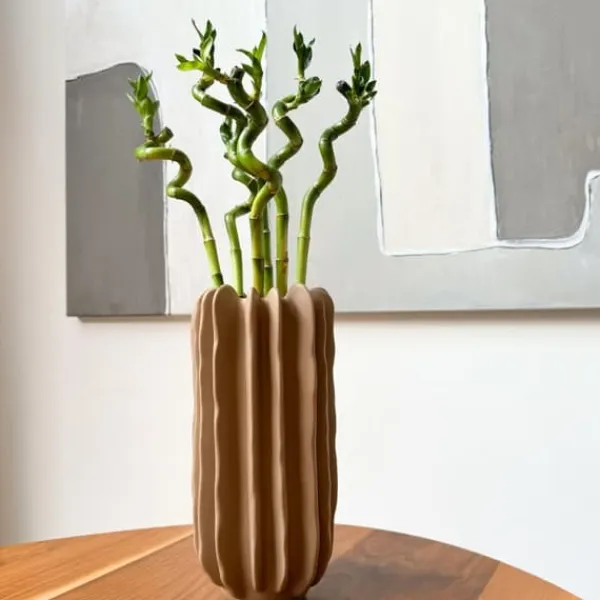 Lykkebambus - Sæt med 6 - Dracaena sanderiana - Højde 40-50cm - ⌀2cm Krukkeplanter Indendørs