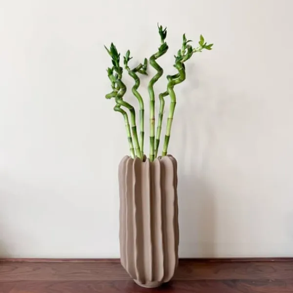 Lykkebambus - Sæt med 6 - Dracaena sanderiana - Højde 40-50cm - ⌀2cm Krukkeplanter Indendørs