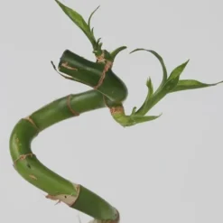 Lykkebambus - Sæt med 6 - Dracaena sanderiana - Højde 40-50cm - ⌀2cm Krukkeplanter Indendørs