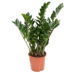 Krukkeplanter Indendørs^Lykkebregne - Zamioculcas Emerald - Højde 70-80cm - ⌀21cm