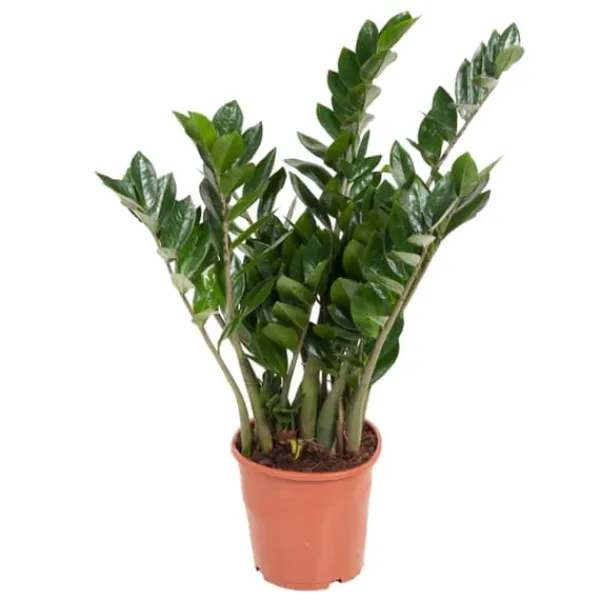 Krukkeplanter Indendørs^Lykkebregne - Zamioculcas Emerald - Højde 70-80cm - ⌀21cm