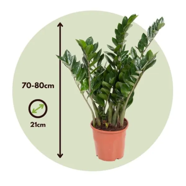 Krukkeplanter Indendørs^Lykkebregne - Zamioculcas Emerald - Højde 70-80cm - ⌀21cm
