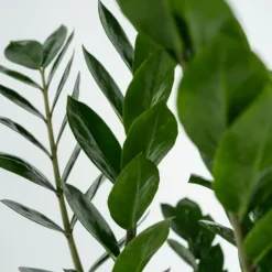 Krukkeplanter Indendørs^Lykkebregne - Zamioculcas Emerald - Højde 70-80cm - ⌀21cm