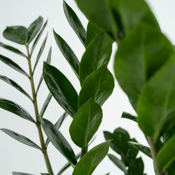 Krukkeplanter Indendørs^Lykkebregne - Zamioculcas Emerald - Højde 70-80cm - ⌀21cm