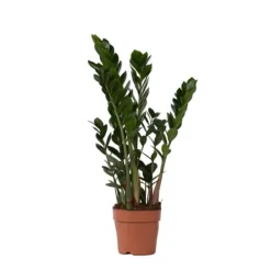Online Lykkebregne - Zamioculcas Zamiifolia - Højde 55-65cm - ⌀17cm Krukkeplanter Indendørs