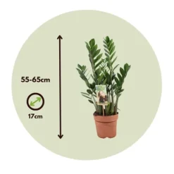 Online Lykkebregne - Zamioculcas Zamiifolia - Højde 55-65cm - ⌀17cm Krukkeplanter Indendørs
