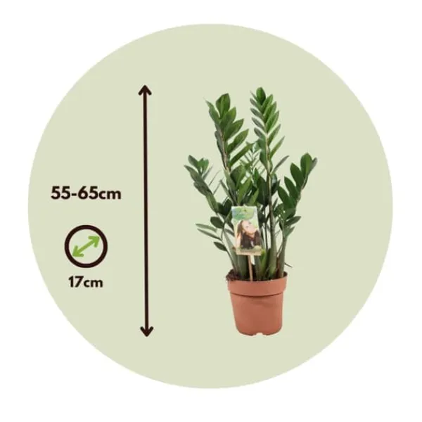 Online Lykkebregne - Zamioculcas Zamiifolia - Højde 55-65cm - ⌀17cm Krukkeplanter Indendørs