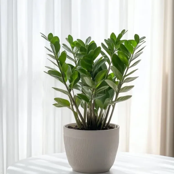 Online Lykkebregne - Zamioculcas Zamiifolia - Højde 55-65cm - ⌀17cm Krukkeplanter Indendørs
