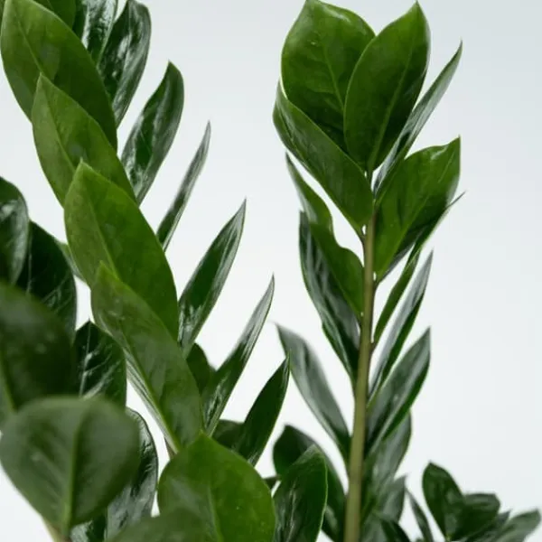 Online Lykkebregne - Zamioculcas Zamiifolia - Højde 55-65cm - ⌀17cm Krukkeplanter Indendørs