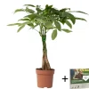 Krukkeplanter Indendørs^Lykkekastanje - Pachira aquatica - Højde 60-70cm - ⌀17cm