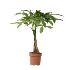 Hot Lykkekastanje - Pachira aquatica - Højde 60-70cm - ⌀17cm Krukkeplanter Indendørs