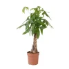 Krukkeplanter Indendørs^Lykkekastanje - Pachira aquatica - Højde 100-120cm - ⌀24cm
