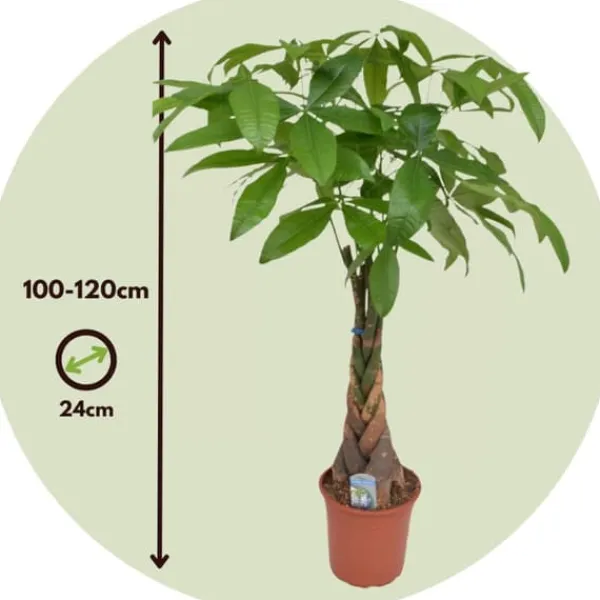 Krukkeplanter Indendørs^Lykkekastanje - Pachira aquatica - Højde 100-120cm - ⌀24cm