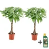New Lykkekastanje - Sæt med 2 - Pachira aquatica - Højde 60-70cm - ⌀17cm Krukkeplanter Indendørs