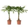 Krukkeplanter Indendørs^Lykkekastanje - Sæt med 2 - Pachira aquatica - Højde 60-70cm - ⌀17cm