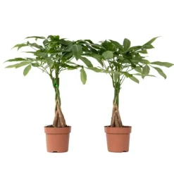 Krukkeplanter Indendørs^Lykkekastanje - Sæt med 2 - Pachira aquatica - Højde 60-70cm - ⌀17cm
