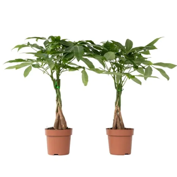 Krukkeplanter Indendørs^Lykkekastanje - Sæt med 2 - Pachira aquatica - Højde 60-70cm - ⌀17cm