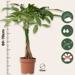Krukkeplanter Indendørs^Lykkekastanje - Sæt med 2 - Pachira aquatica - Højde 60-70cm - ⌀17cm
