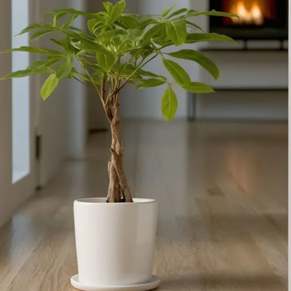 Krukkeplanter Indendørs^Lykkekastanje - Sæt med 2 - Pachira aquatica - Højde 60-70cm - ⌀17cm