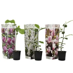 Buskads^Magnoliablande - Sæt med 3 - Magnolia - Højde 25-40cm - ⌀9cm