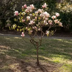 Buskads^Magnoliablande - Sæt med 3 - Magnolia - Højde 25-40cm - ⌀9cm