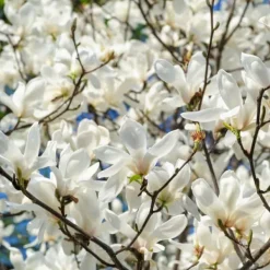 Buskads^Magnoliablande - Sæt med 3 - Magnolia - Højde 25-40cm - ⌀9cm