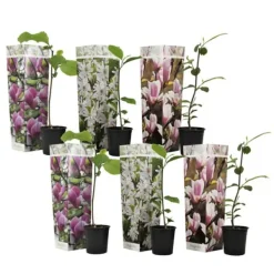 Buskads^Magnoliablande - Sæt med 6 - Magnolia - Højde 25-40cm - ⌀9cm