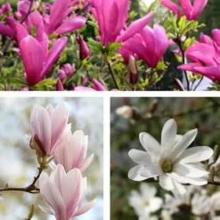 Buskads^Magnoliablande - Sæt med 6 - Magnolia - Højde 25-40cm - ⌀9cm