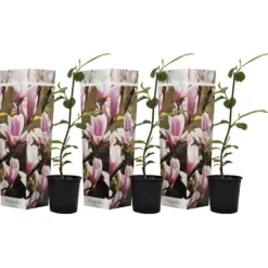 Haveplanter^Magnoliabuske - Sæt med 3 - Magnolia 'Soulangea' - Højde 25-40cm - ⌀9cm