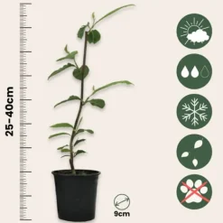 Haveplanter^Magnoliabuske - Sæt med 3 - Magnolia 'Soulangea' - Højde 25-40cm - ⌀9cm
