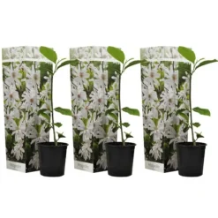 New Magnoliabuske - Sæt med 3 - Magnolia 'Stellata' - Højde 25-40cm - ⌀9cm Haveplanter