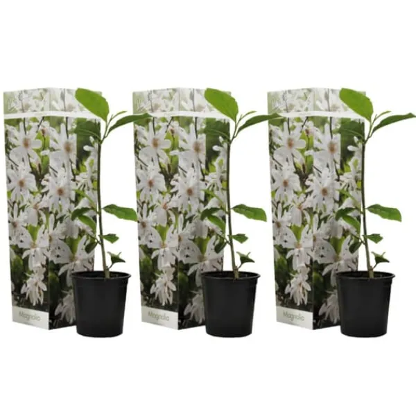 New Magnoliabuske - Sæt med 3 - Magnolia 'Stellata' - Højde 25-40cm - ⌀9cm Haveplanter