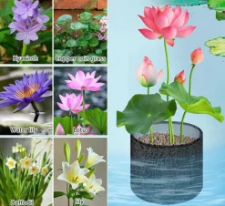 Vandplanter^Mesh Vandplante Potte - Sæt med 4 til Vandhaver Round shape